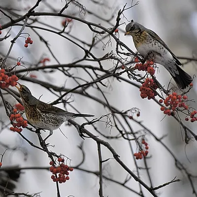 Какие птицы перезимовали в Самарской области? - KP.RU