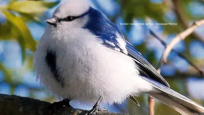 Птицы, которые зимуют рядом с нами « Школа живописи У-Cин