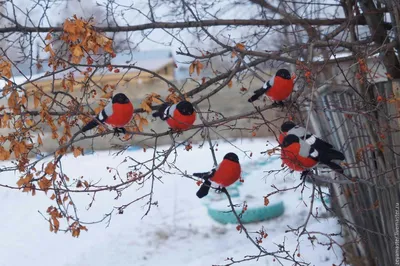 городские птицы | Wild Nature Photo