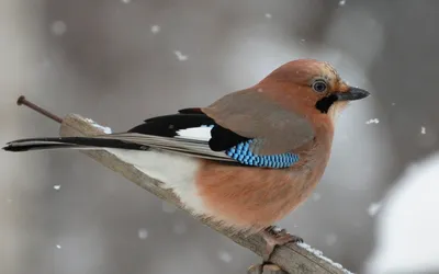 Фон зимующие птицы - 67 фото