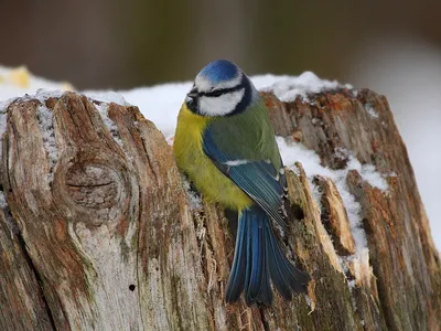 Птичка сойка зимой (35 фото) »
