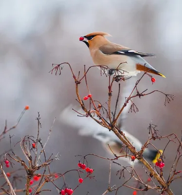 городские птицы | Wild Nature Photo