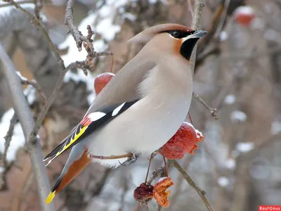 Почему надо обязательно покормить зимующих птиц в Синичкин день
