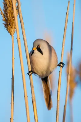 Зимующие птицы Ярославской области - 49 фото