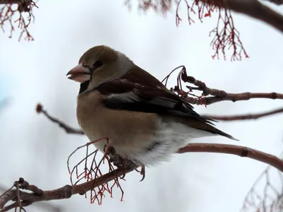 Началась перепись зимующих в Эстонии птиц | Эстония | ERR