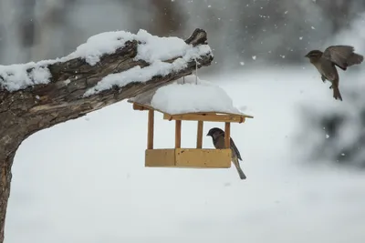 Вестники зимы: в красноярский нацпарк раньше обычного прилетели снегири