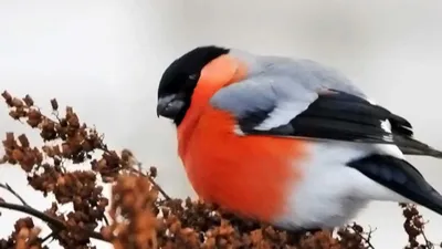 Зимующие птицы ульяновской области фото фото