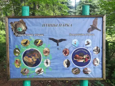 Пискун Эльвира Хамитовна (36 лет) - Экологический проект «Птицы – наши  друзья»