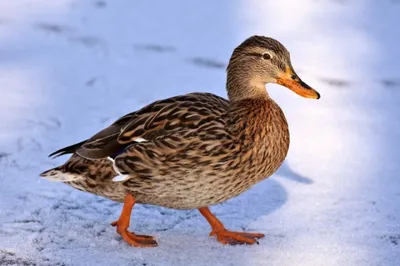 Из природных парков Волгоградской области птицы улетают на зимовку