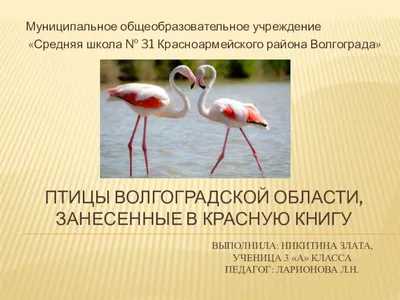 Птицы сергиево посадского района (36 фото) - красивые фото и картинки  pofoto.club