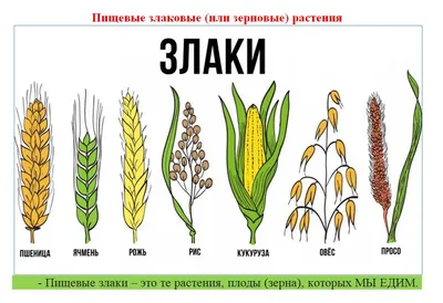 Злаки - Украсьте палисадник злаками -Растения -З -Статьи