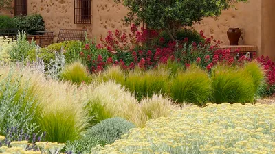 Высокие декоративные злаки для вашего сада: 9 лучших вариантов для уединения