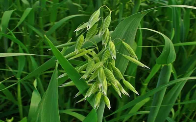 Садовые злаки в дизайне сада - GreenMarket