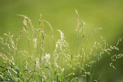 Декоративные травы и злаки для сада: что посадить на дачном участке, фото и  видео | Компания «Большая земля»