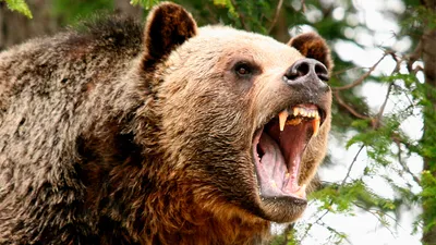 Злой медведь напугал дачников на Рябинино