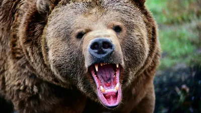 В крае отстрелят почти 2000 бурых медведей