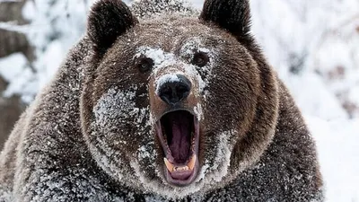 Медведь-шатун: Тощий злой и голодный. В чём причина пробуждения зверя  раньше времени? | Видео 🎥 | Книга животных | Дзен