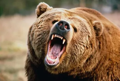 бурый медведь ходит по лесу, злой медведь, Hd фотография фото, глава фон  картинки и Фото для бесплатной загрузки