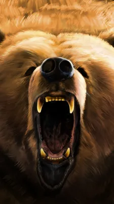 бурый медведь крупным планом фото медведь портрет украина, злой медведь, Hd  фотография фото, глава фон картинки и Фото для бесплатной загрузки
