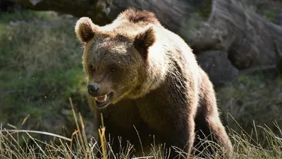 Злой Медведь Ревет — стоковые фотографии и другие картинки Гнев - Гнев,  Медведь, Бурый медведь - iStock