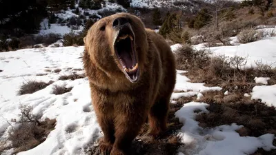 Голодный медведь гризли растерзал охотника на Аляске впервые за 40 лет