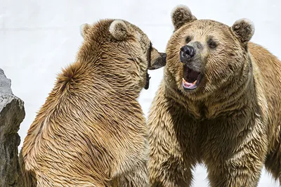В Якутии злой медведь напал на рабочих