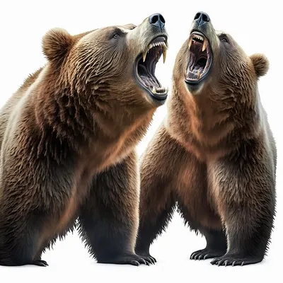 Вектор Мультфильм Злой Медведь Иллюстрация — стоковая векторная графика и  другие изображения на тему Медведь - Медведь, Гнев, Дикие животные - iStock