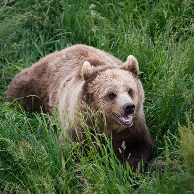 Огромный злой медведь во весь рост…» — создано в Шедевруме