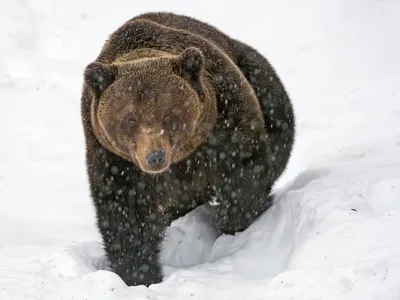 Медведь-шатун: Тощий слабый, но очень злой. Основные причины пробуждения  зверя и его поведение в этом состоянии | Книга животных | Дзен