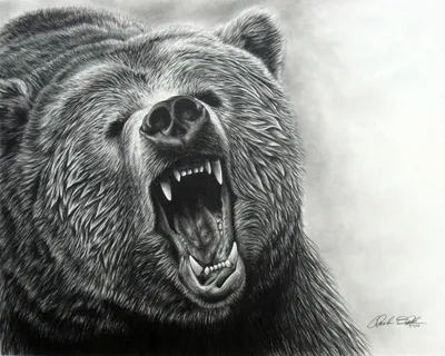 Злой Медведь С Открытым Ртом — стоковые фотографии и другие картинки Бурый  медведь - Бурый медведь, Вертикальный, Глаз - iStock