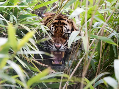 злой тигр стоковое изображение. изображение насчитывающей анимизма -  230779841