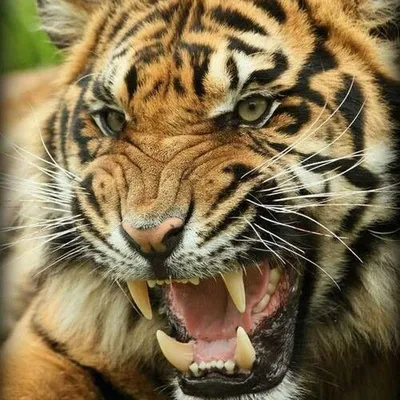 Тигр злой , оскал , рычит , на алом…» — создано в Шедевруме