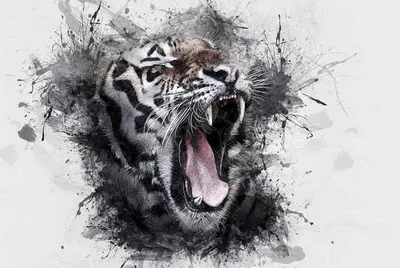 Картинка Тигры Большие кошки Зубы Оскал Усы Вибриссы Животные злость |  Животные, Большие кошки, Тигр