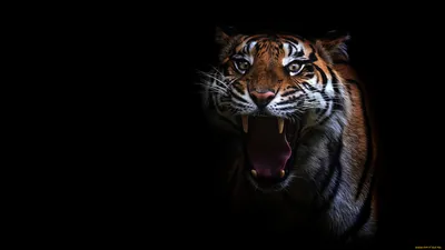 Злой тигр , синие большие глаза, …» — создано в Шедевруме