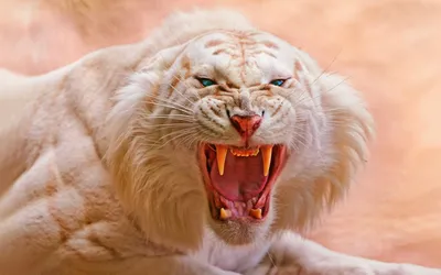 Красочный злой тигр — купить в интернет-магазине по низкой цене на Яндекс  Маркете