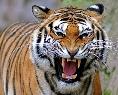 агрессивный злой тигр с большими зубами на тёмном фоне с огненным  генератором Иллюстрация штока - иллюстрации насчитывающей пожар, развилки:  277726060