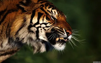 Оскал тигра арт - 33 фото