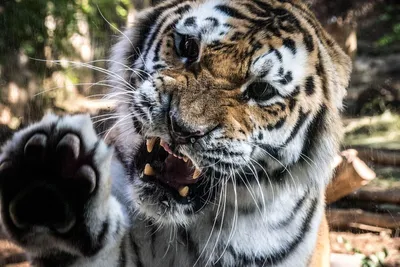 разъяренный тигр зевает отдыхая в темноте, лай тигра, Hd фотография фото,  животное фон картинки и Фото для бесплатной загрузки
