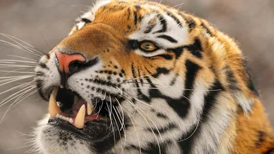 Злой тигр | Премиум Фото