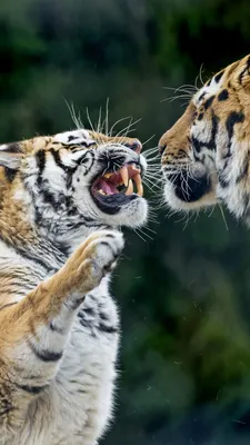 Обои на рабочий стол Рычащий злой тигр, фотограф Mia Mestdagh, обои для  рабочего стола, скачать обои, обои бесплатно