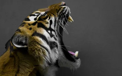 Фотообои Рычащий тигр купить в Москве, Арт. 17-4299 в интернет-магазине,  цены в Мастерфресок