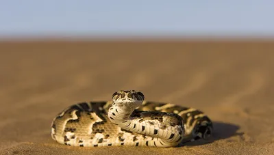 На пляжах Пхукета появились ядовитые змеи
