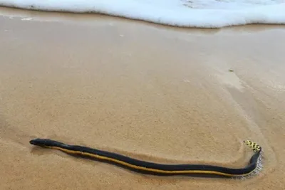 На пляжах Таиланда нашли ядовитых морских змей