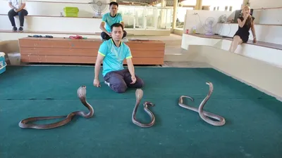 Змеиная ферма и шоу на Пхукете в Таиланде: фото, отзывы и цены