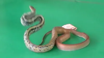 Змеи в Таиланде (snakes in Thailand) - Пхукет ( шоу со змеями ) - YouTube