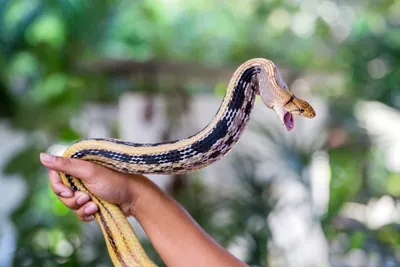 Змеиная ферма (Тайланд, Пхукет) - «Интересное и захватывающее шоу!» | отзывы