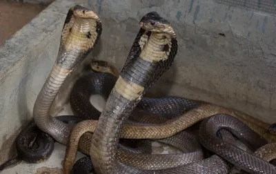 Биологи открыли новый вид ядовитых змей с «ресничками» в Таиланде -  union.travel
