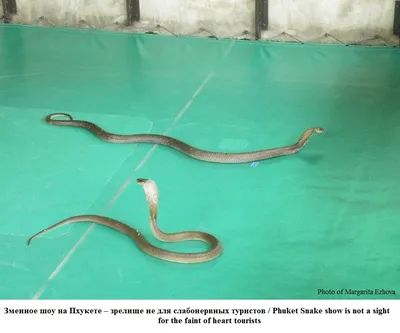В Таиланде на пляжах Пхукета появились ядовитые змеи
