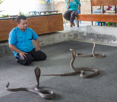 Змеи в Тайланде: я встретил 6 штук - Site2max