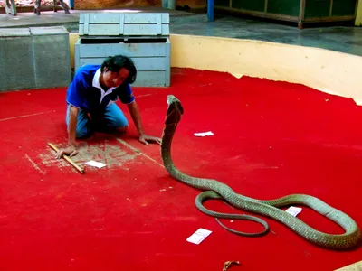 Побывали на змеиной ферме на Пхукете. Показываем змей Таиланда: королевских  кобр, гадюк, питонов... | Тетрадь фотолюбителя | Дзен